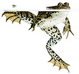 Bullfrog logo